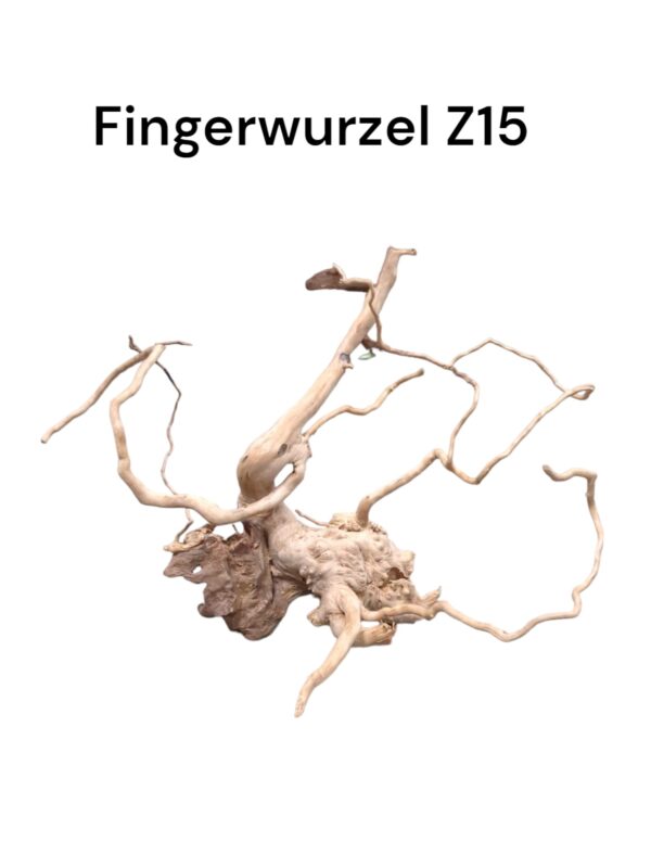 fingerwurzelz15.jpg