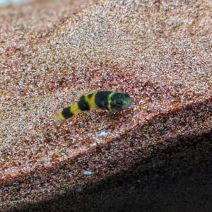 Brachygobius-doriae-GoldringelgrundelwkESGpc2WV8Jp.jpg