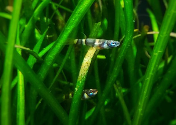 Epiplatys-annulatus-Ringelhechtling.jpg