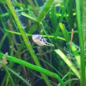 Carniotetraodon-travancoricus-ErbsenkugelfischfgTDAeYDQtnir.jpg