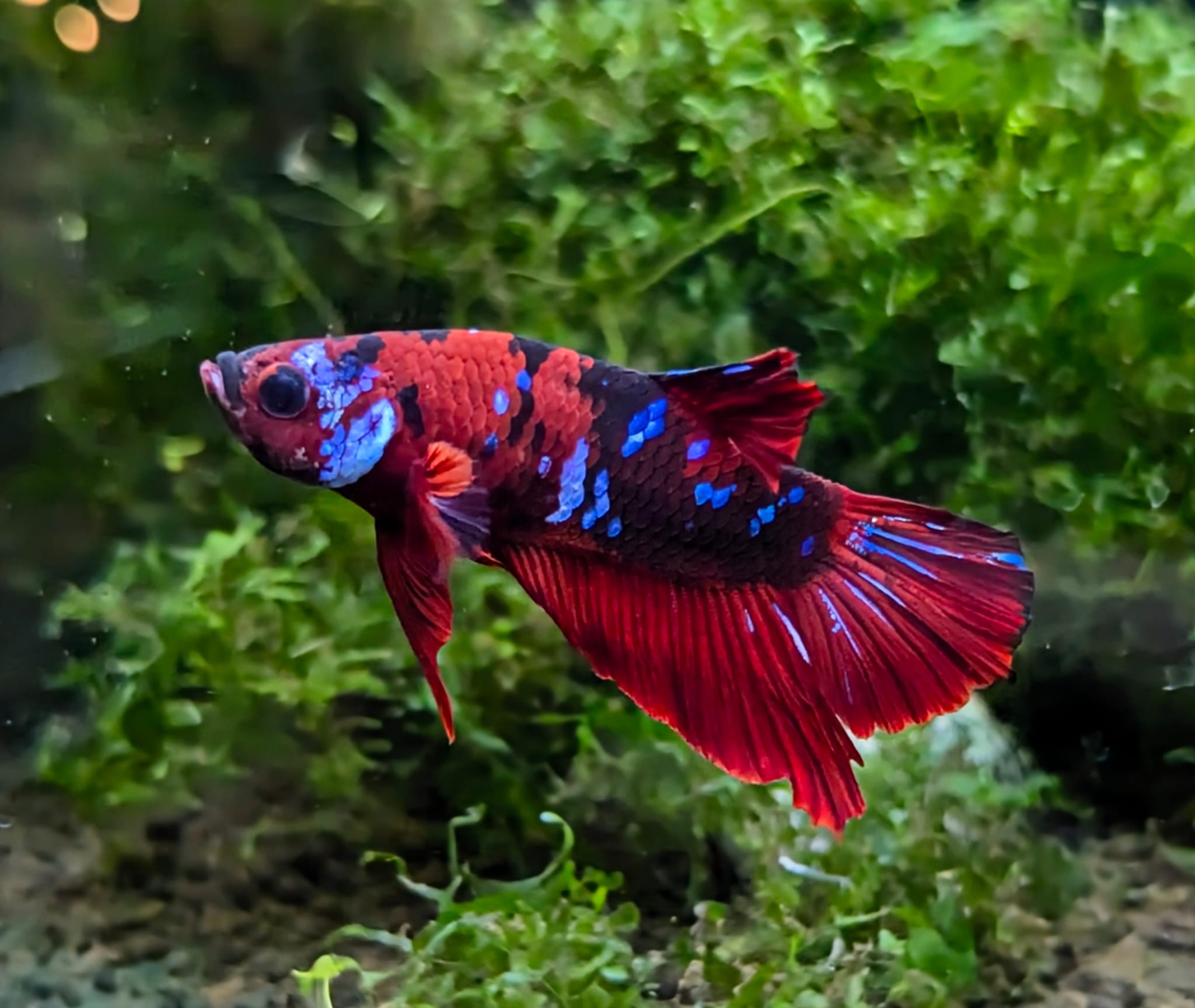 Betta Splendens Hellboy –  Rüdiger