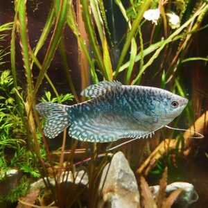 Trichogaster-trichopterus-blauer-Fadenfisch_-kaufen.jpg