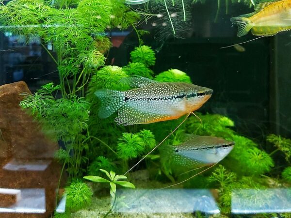 Trichogaster-leeri-Mosaikfadenfisch.jpg