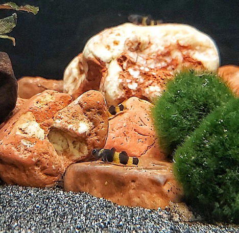 Brachygobius-doriae-Goldringelgrundel.jpg