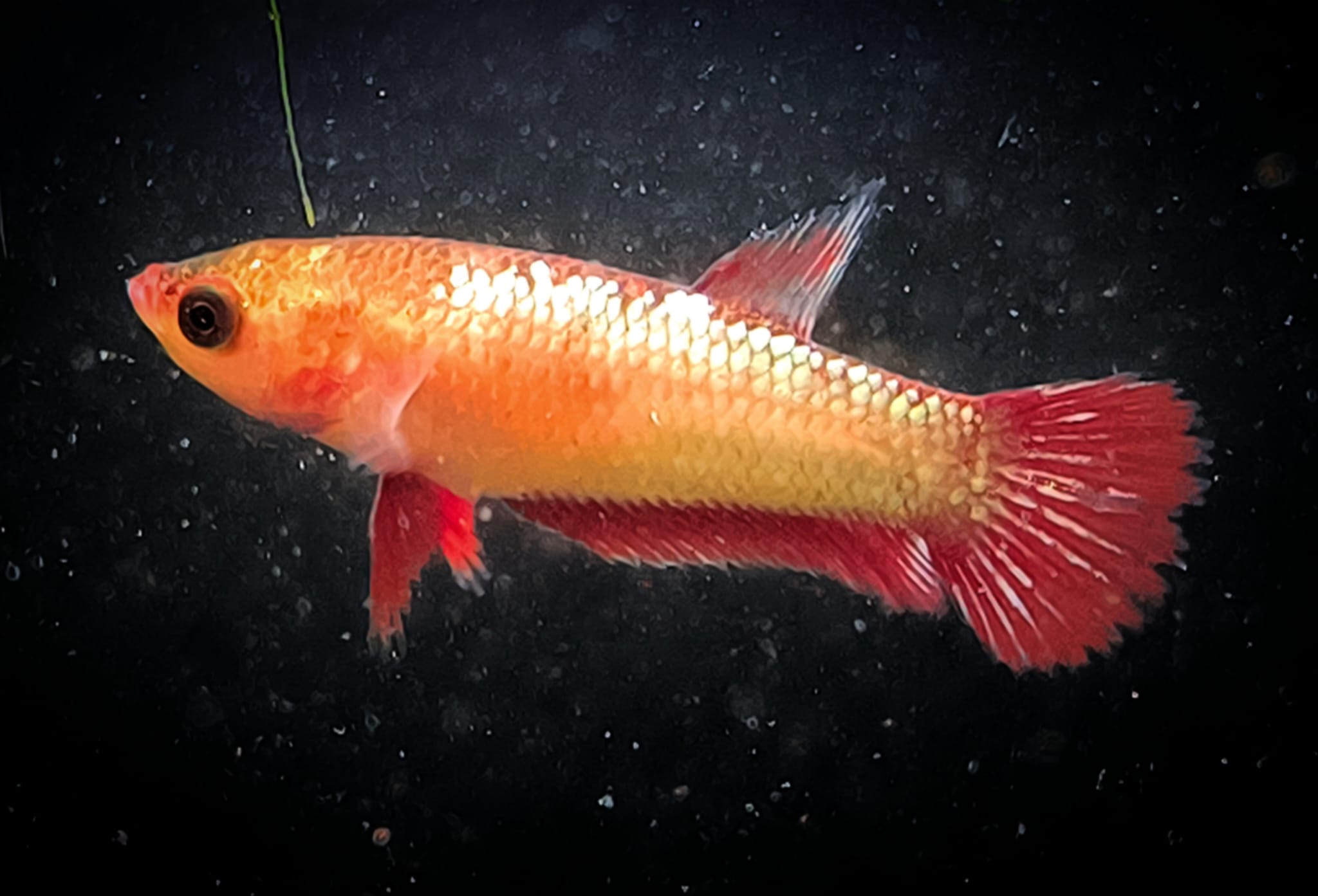 Betta splendens plakat – Gundula