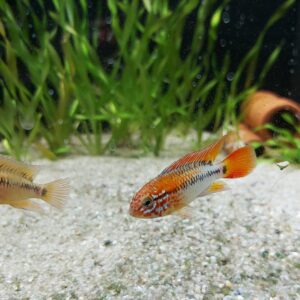 Apistogramma-viejita-schwarzkehl-Zwergbuntbarsch-online.jpg