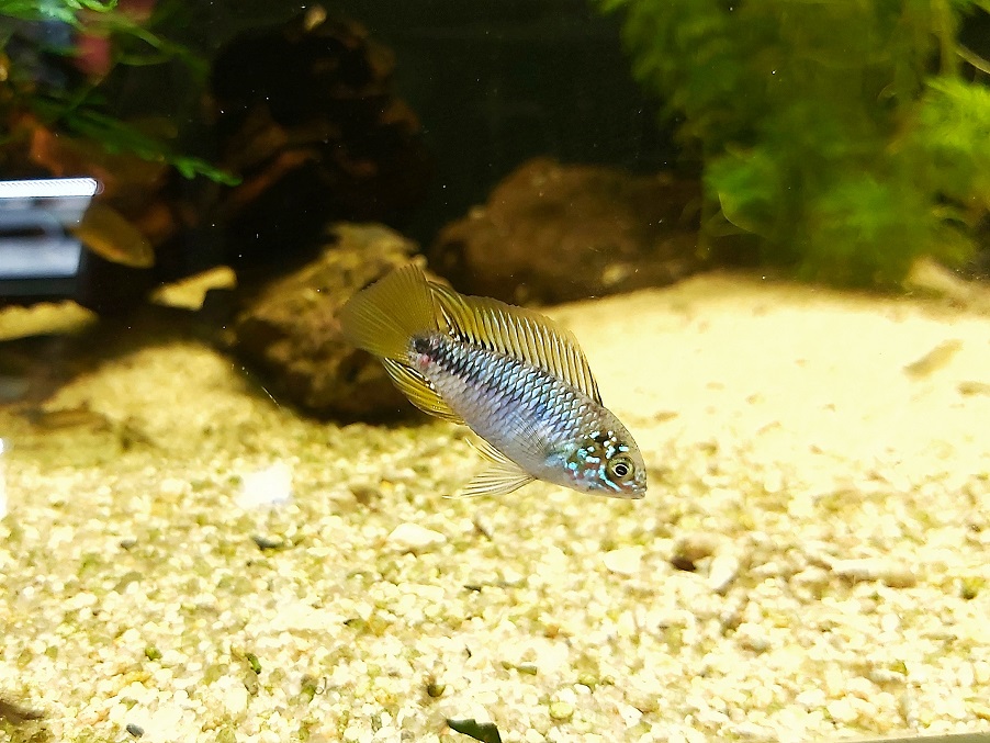 Apistogramma Borelli opal – Zwergbuntbarsch
