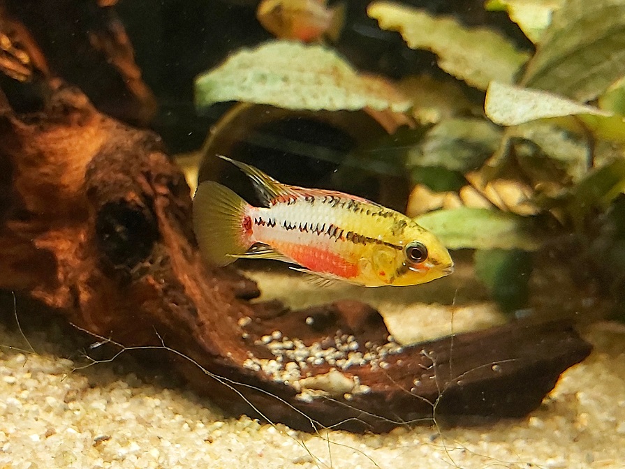 Apistogramma hongsloi – Rotstrich Zwergbuntbarsch