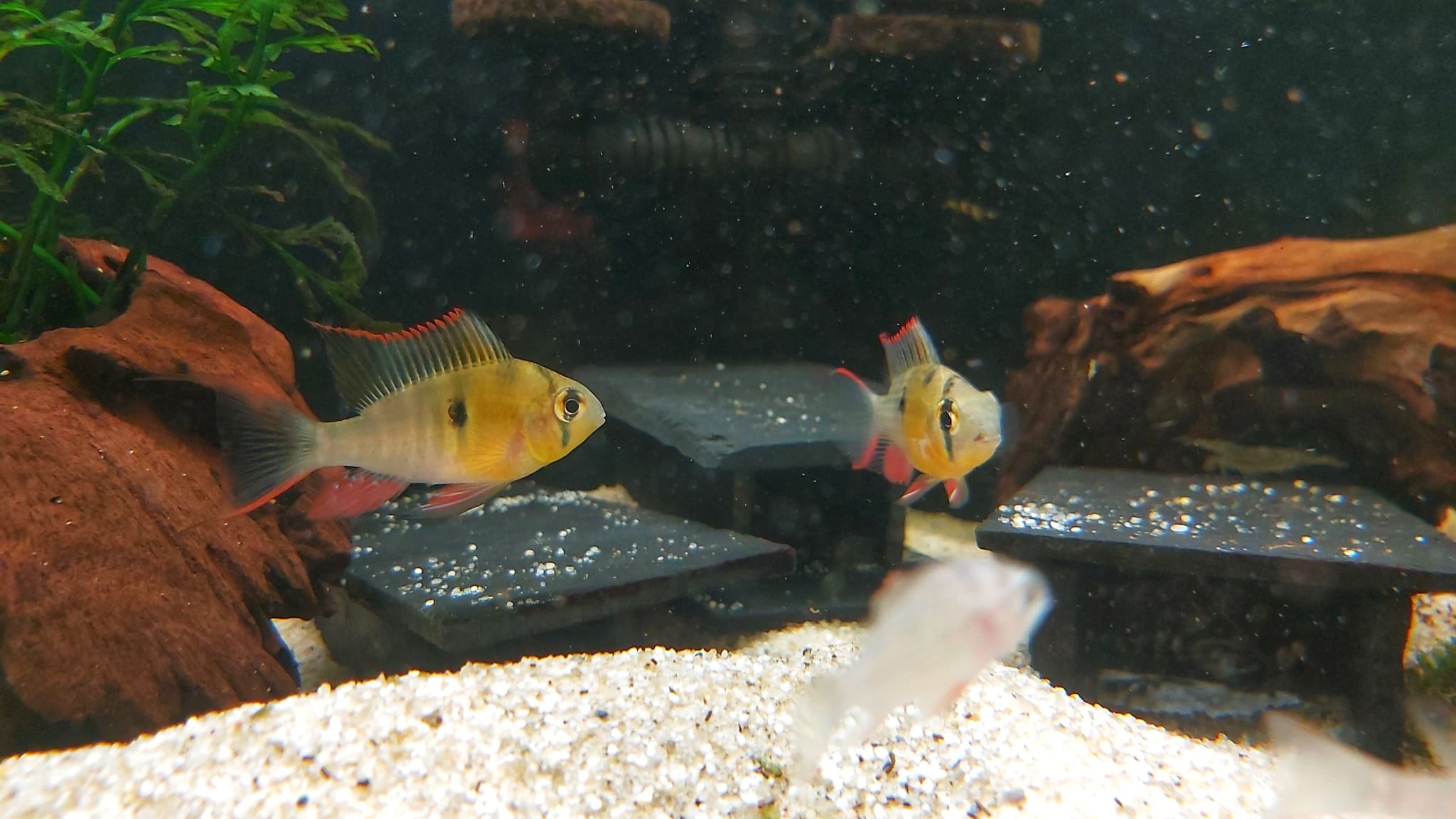 Mikrogeophagus altispinosus – Bolivianischer Schmetterlingsbuntbarsch