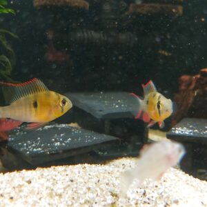 Microgeophagus-altidpinosus-bolivianischer-Schmetterlingsbuntbarsch.jpg