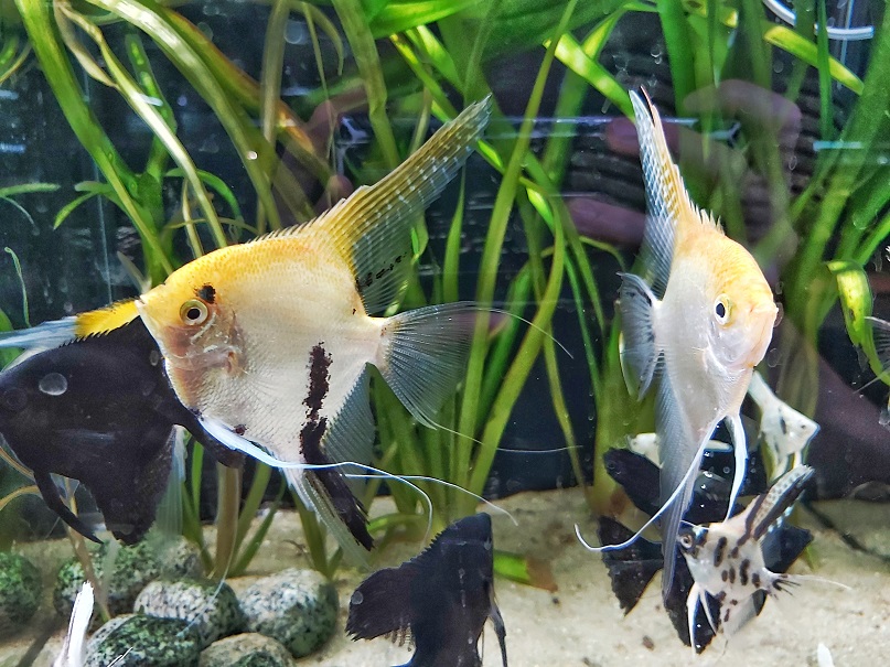 Pterophyllum scalare – Skalar Mix
