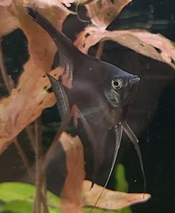 Pterophyllum-scalare-schwarze-Skalare.jpg