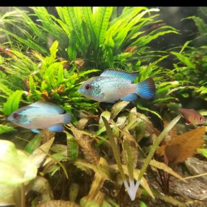 Aequidens-pulcher-spec-neonblue.jpg