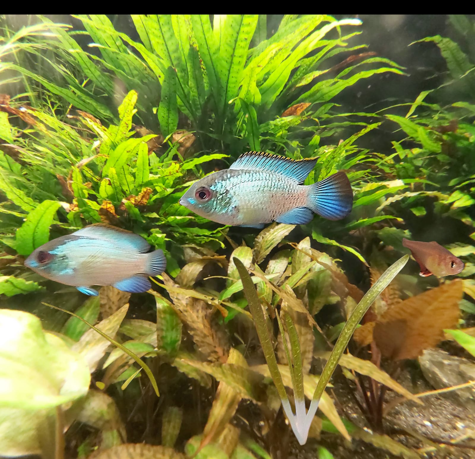 Aequidens-pulcher-spec-neonblue.jpg