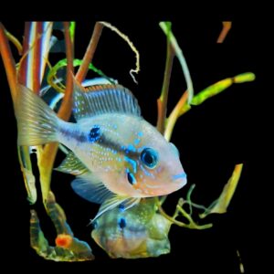 Thorichthys-ellioti-Elliots-Buntbarsch-weiblich-maennlich.jpg