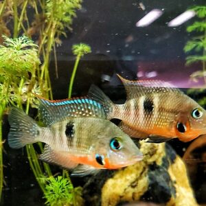 Thorichthys-meeki-Feuermaulbuntbarsch.jpg
