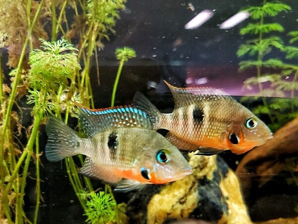 Thorichthys-meeki-Feuermaulbuntbarsch.jpg