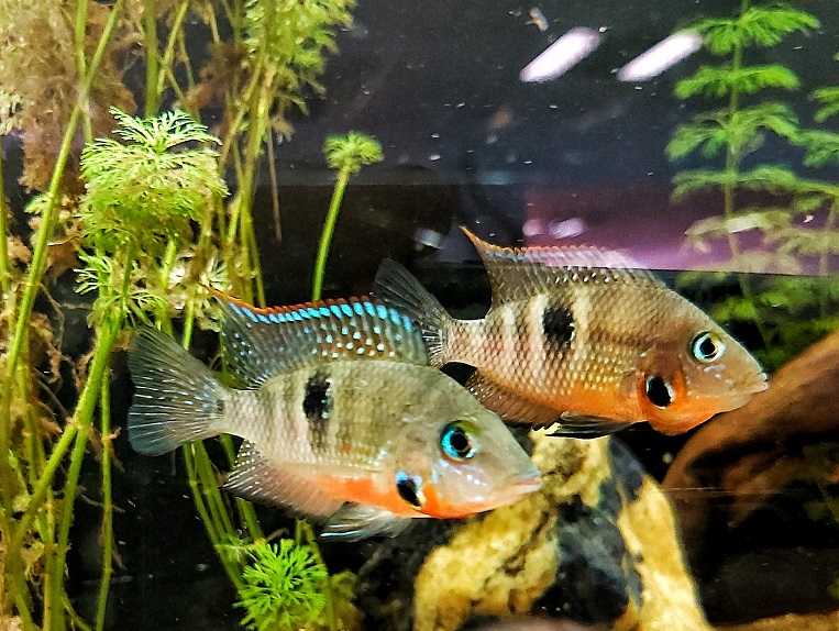 Thorichthys-meeki-Feuermaulbuntbarsch.jpg