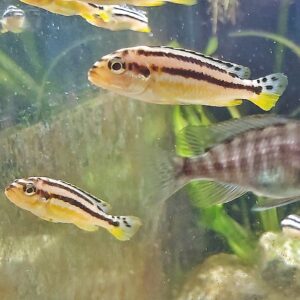 Melanochromis-auratus-der-Tuerkies-Goldbarsch-kaufen-aus-dem-malawi-SEe.jpg
