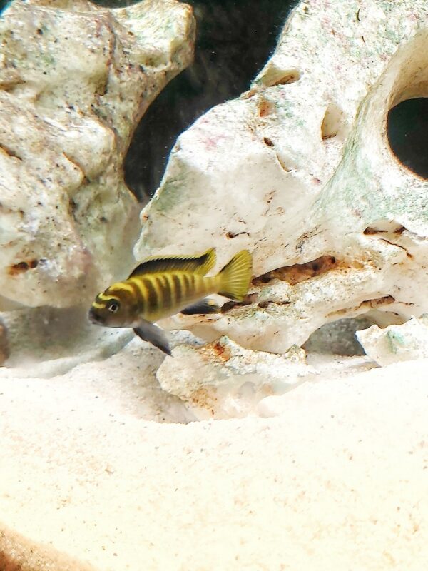 Pseudotropheus-flavus-Zebra-Maulbrueter_.jpg