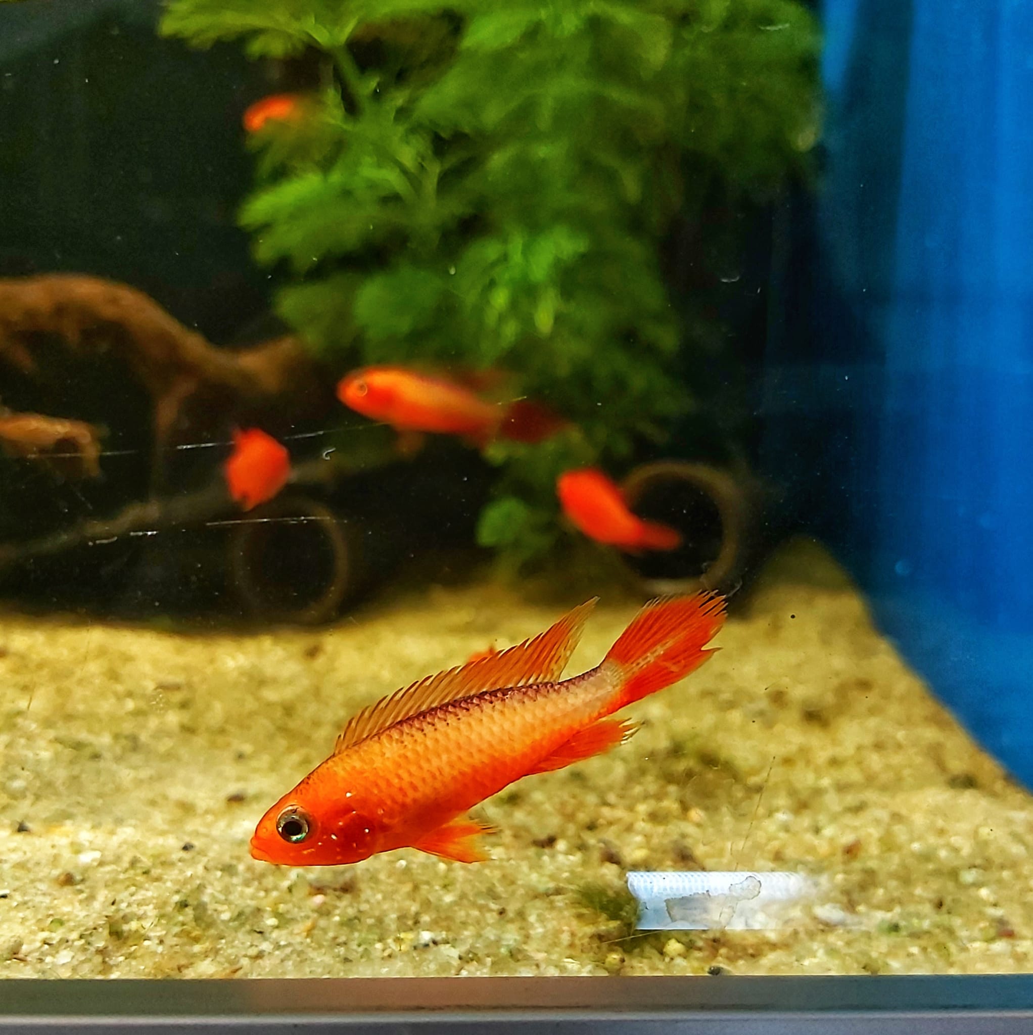 Apistogramma agassizii fire red – feuerroter Zwergbuntbarsch