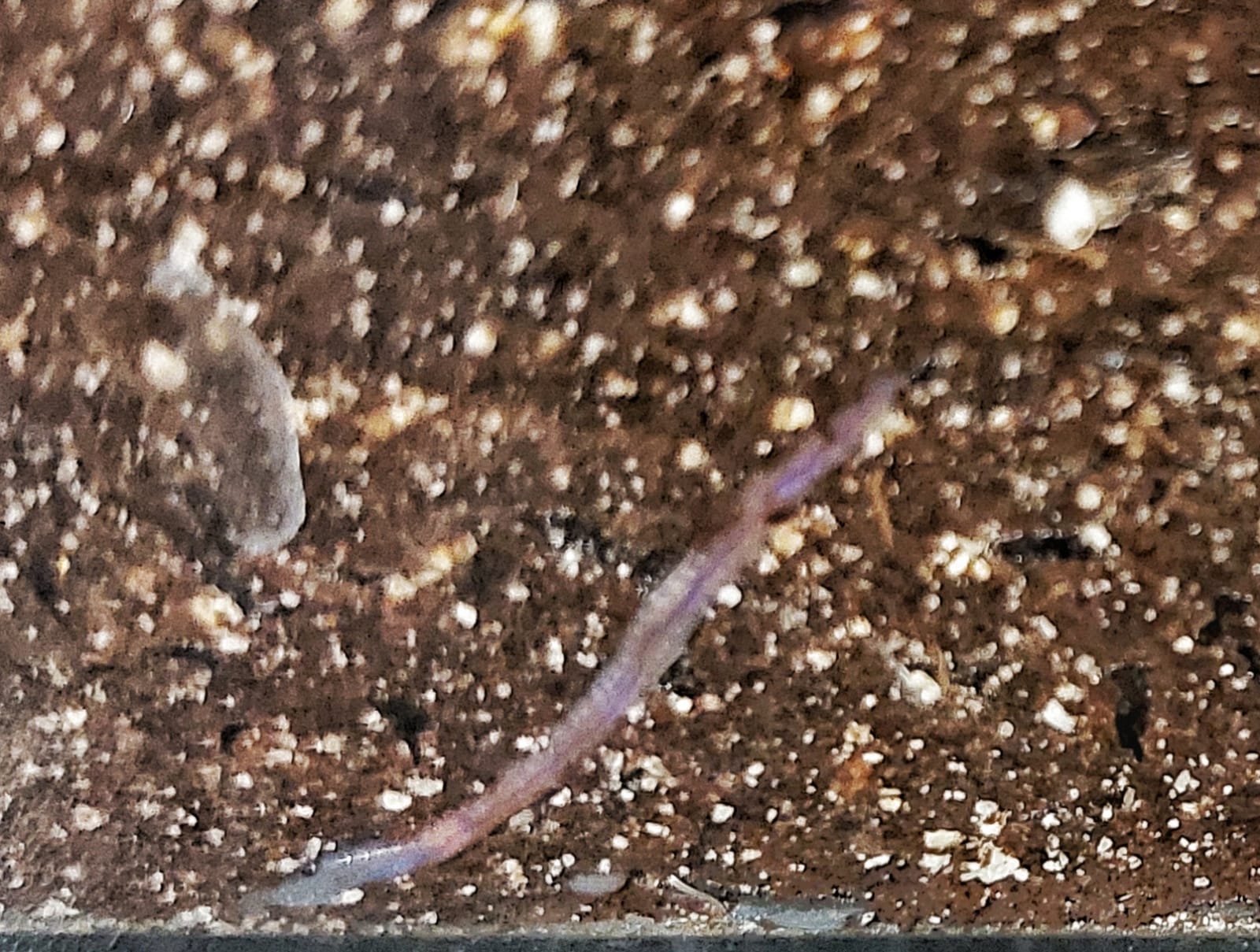 Dendrobena – Regenwurm/ Rotwurm 20 Stück mittel