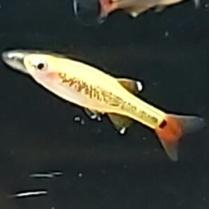 Tanichtys-albonubes-gold-goldener-Kardinalbaerbling.jpg