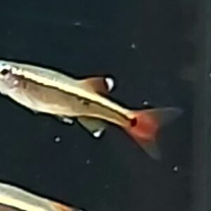 Tanichthys-albanubes-Kardinalfisch-kaufen.jpg