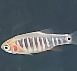 Danio-erythromicron-Querstreifen-Baerbling-kaufen.jpg