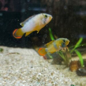 Apistogramma-nijesseni-Panda-Zwergbunbarsch.jpg