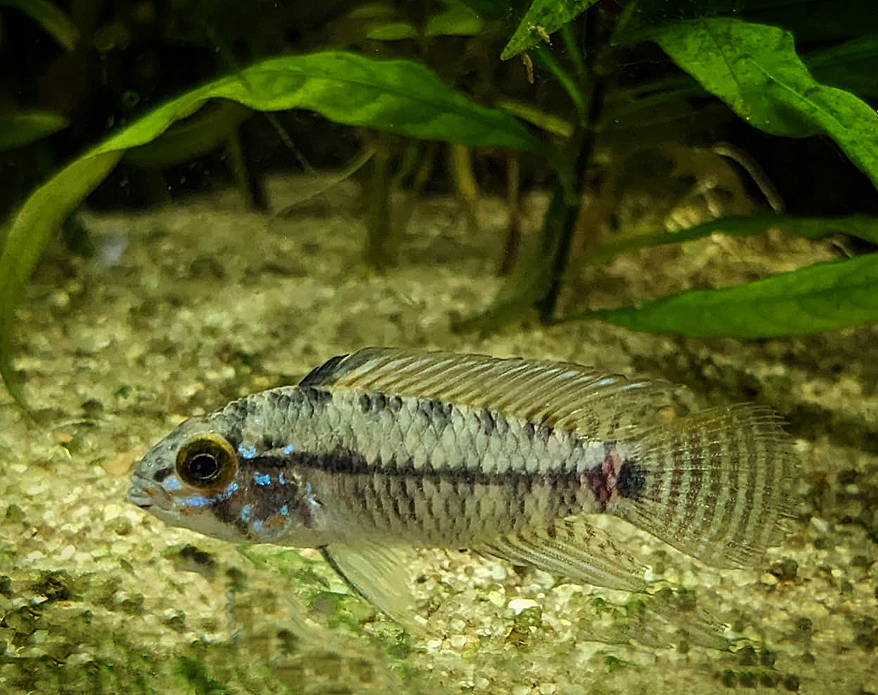 Apistogramma caetei – Caete Zwergbuntbarsch
