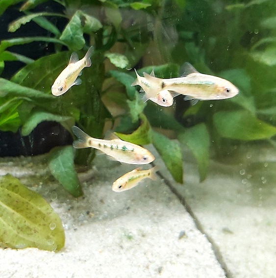 Barbodes-semifasciolatus-Brokatbarbe-kaufen.jpg