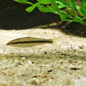 siamesische rüsselbarbe.jpg