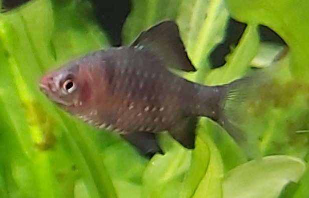 Puntius (Pethia) nigrofasciata – Purpurkopfbarbe