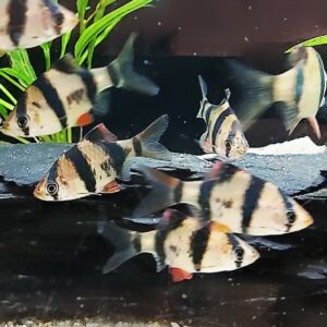 Puntius-tetrazona-sumatrabarbe-kaufen-Barben-onlineshop.jpg