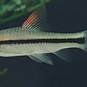 Puntius-Denisonii-Rotstrichalgenfresser-kaufen-Denisonii-barbe.jpg