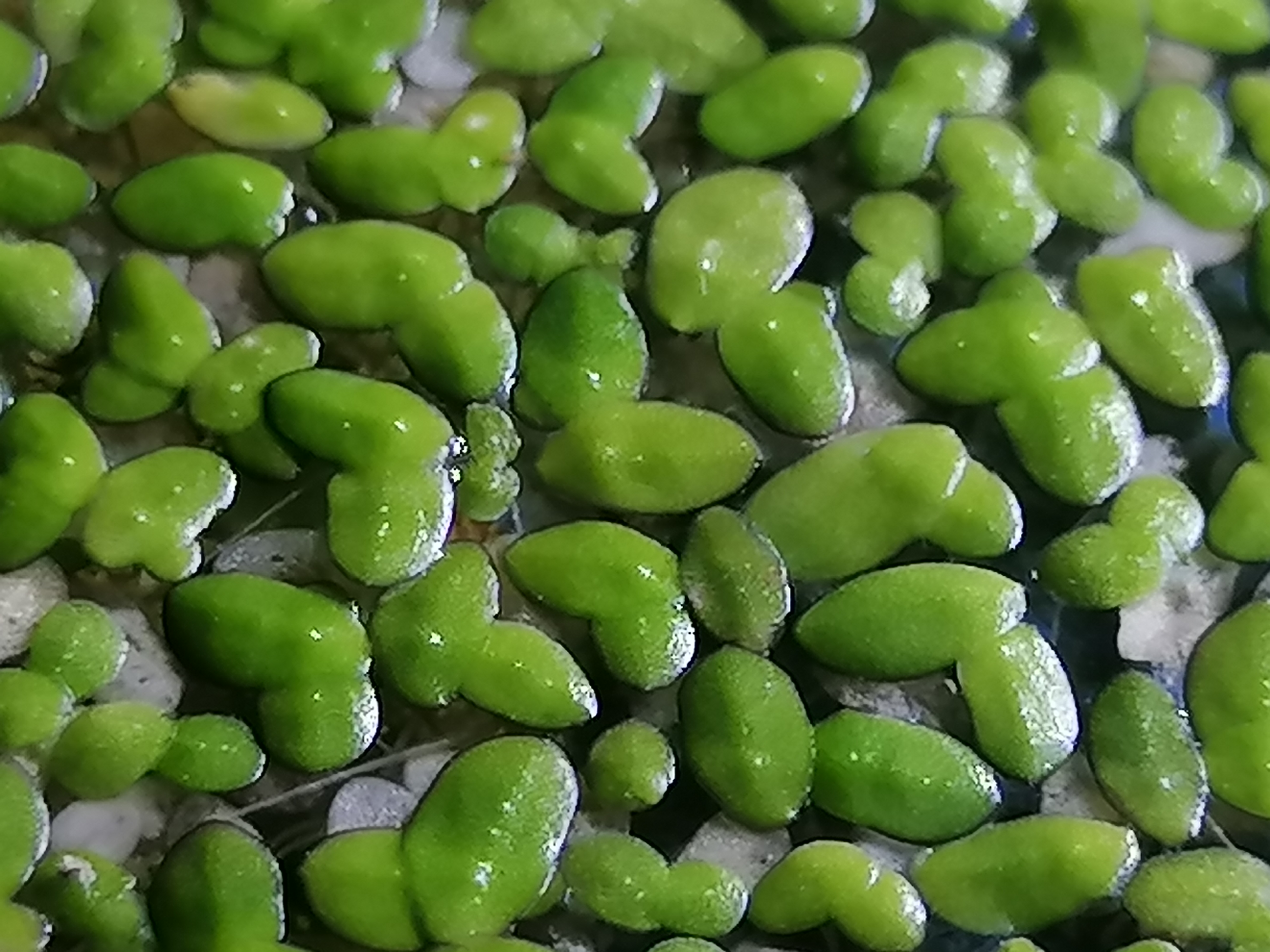 Wasserlinse – Lemna Minor