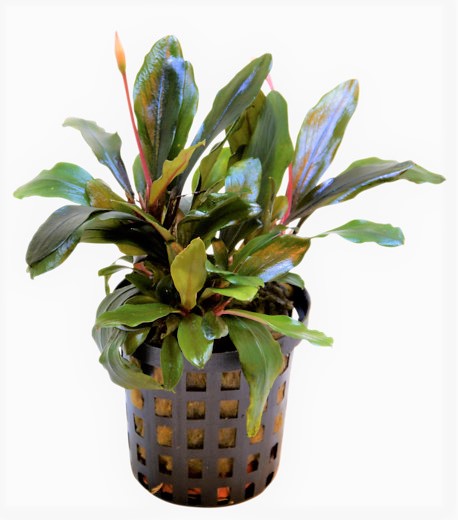 EPHALANDRA_THEIA_5_CM_POT_a7f82kGmMIUMIbMJm2.jpg