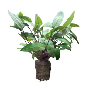 WhatsApp Image 2024-08-08 at 11.38.15.jpeg