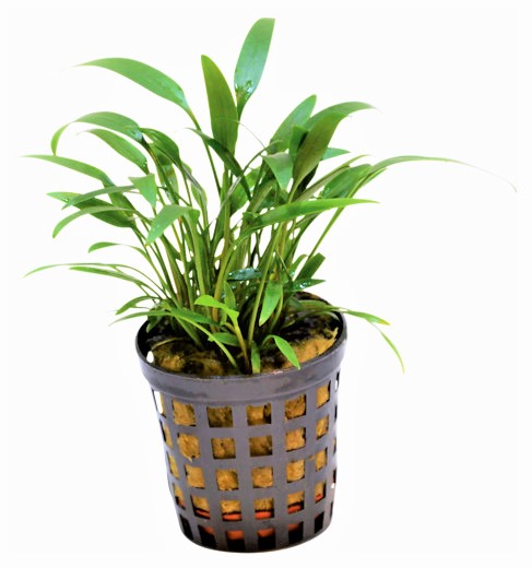 OCORYNE_AMICORUM_5_CM_POT_24d88.jpg