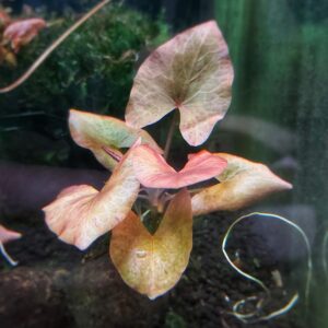 Roter-Tigerlotus-im-Aquarium-Lotus-kaufen.jpg