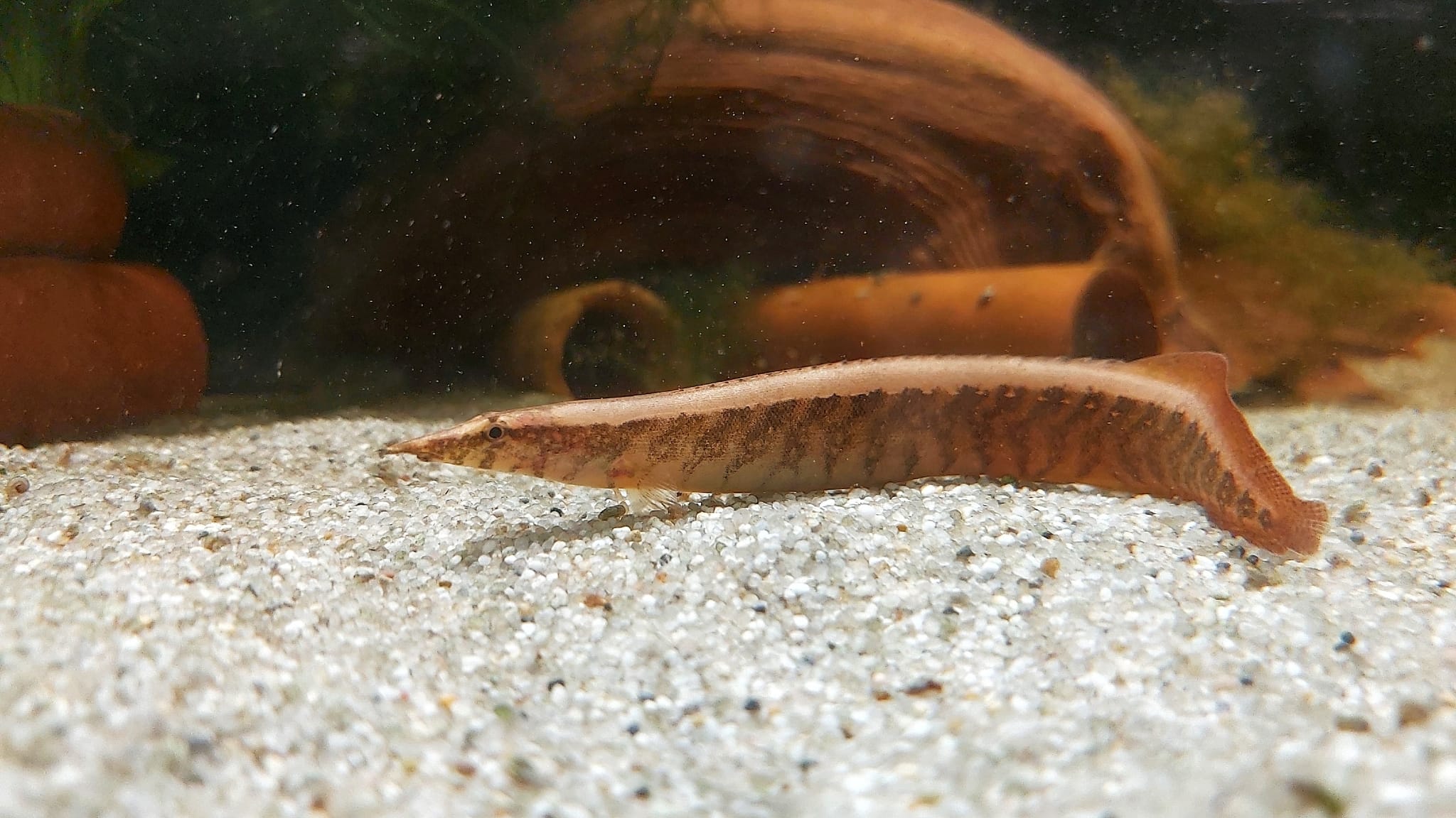 Macrognathus circumcinctus – Gürtelstachelaal