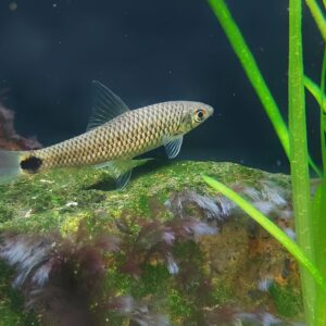 schwarzfleck algenfresser.jpg