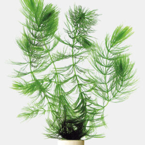 PHYLLUM_DEMERSUM_ECO_BOS__8f789.jpg