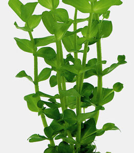 PA_AMPLEXICAULIS_5_CM_POT_a7e51.jpg
