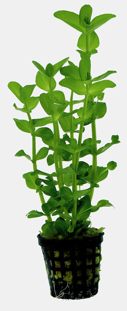 PA_AMPLEXICAULIS_5_CM_POT_a7e51.jpg