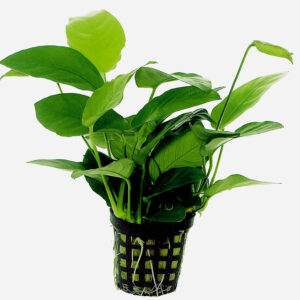 ANUBIAS_NANA_5_CM.jpg