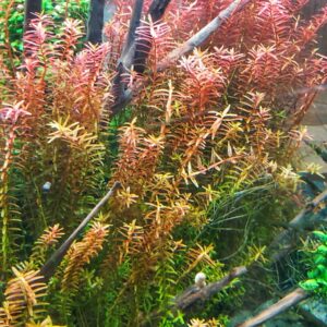 Rotala-rotundifolia-H-ra.jpg