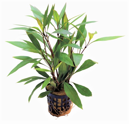 RYMBOSA_THAILAND_5_CM_POT_08dddb72eDiVkHjtwG.jpg