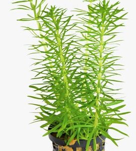 GOSTEMON_ERECTUS_5_CM_POT_35ef7.jpg